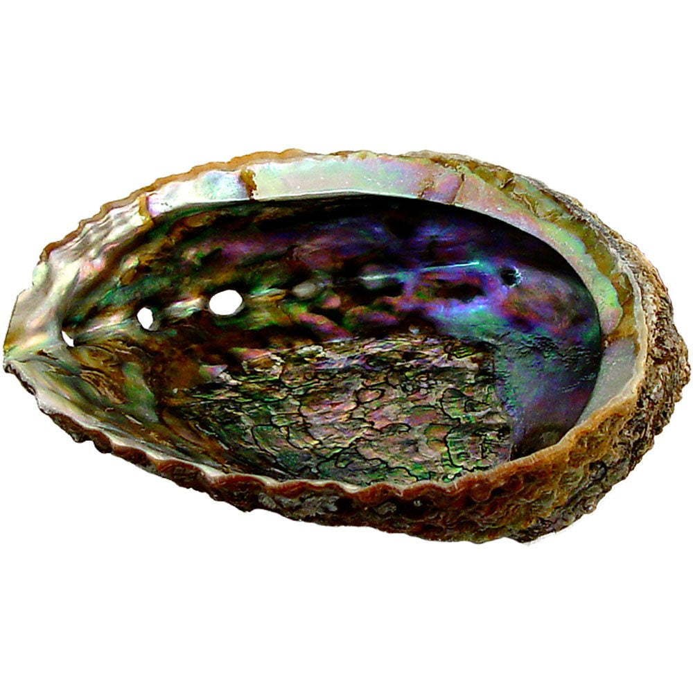 Abalone Shell, XLarge, 7in plus
