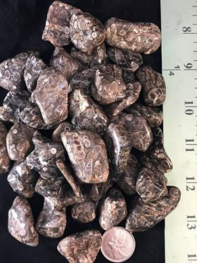 Turritella Agate Tumble by 500g