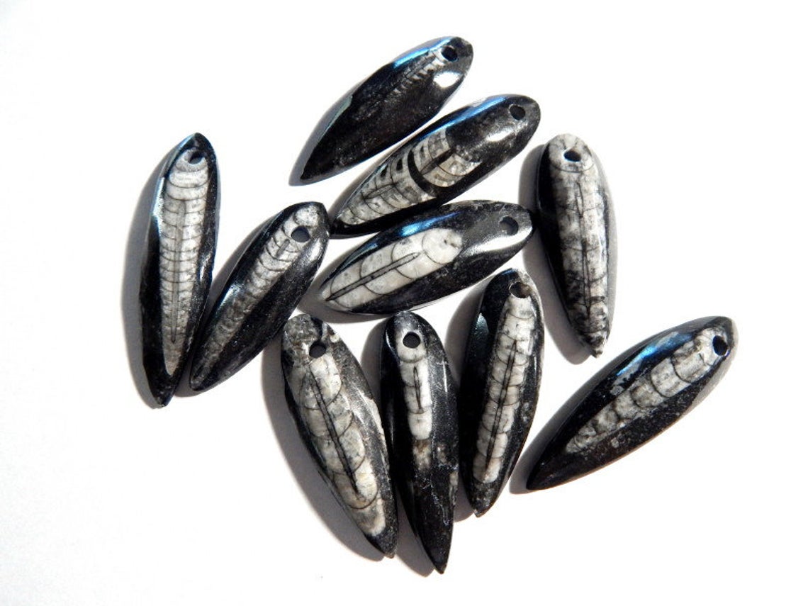 Orthoceras Fossil with Hole 2" -3", 5pk