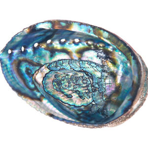 Abalone Shell, Large, 6 to 7in