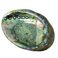 Abalone Shell, Medium, 5 to 6in