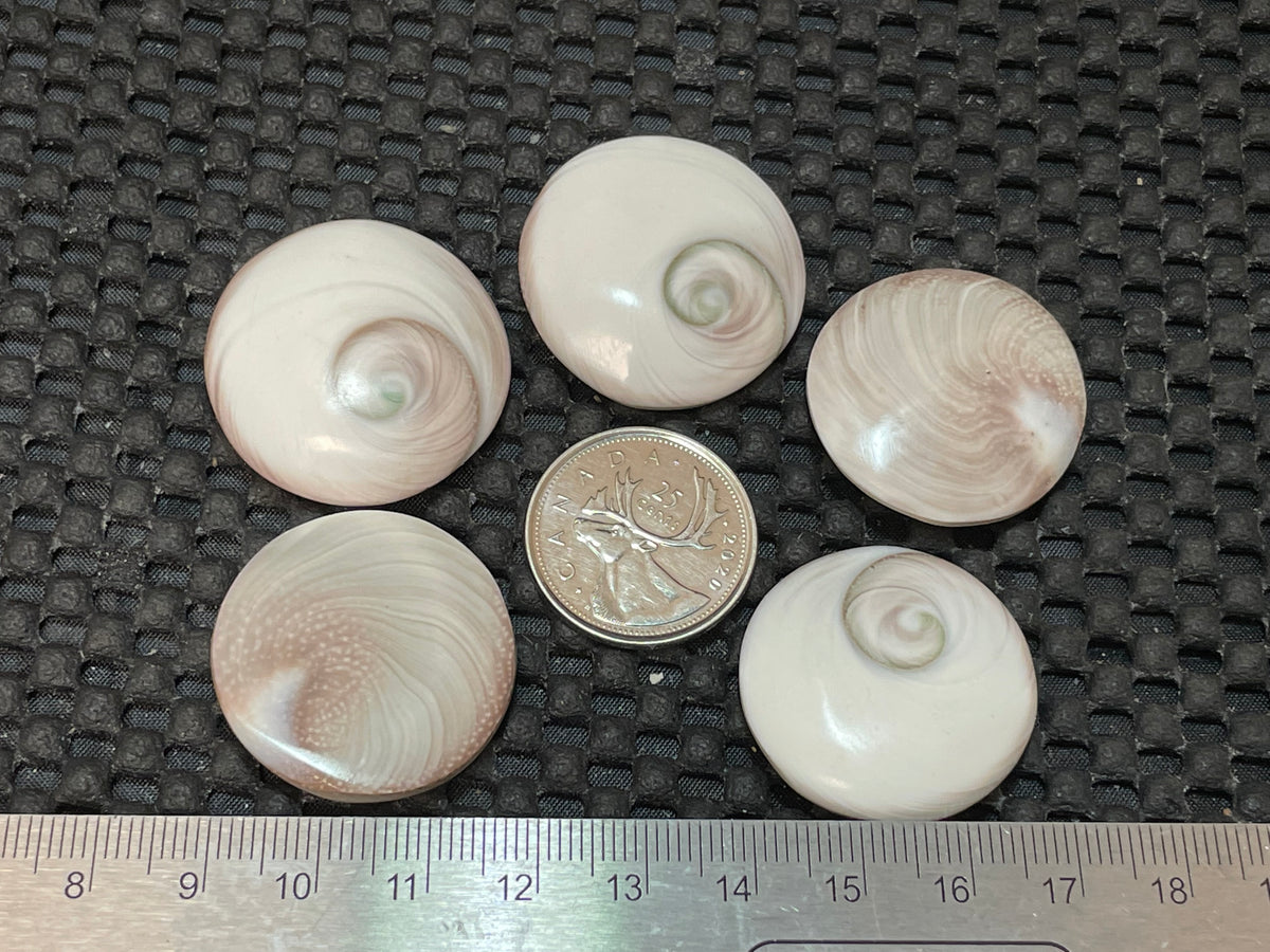 Shiva Eye Shell, Multi Shape, 5Pk