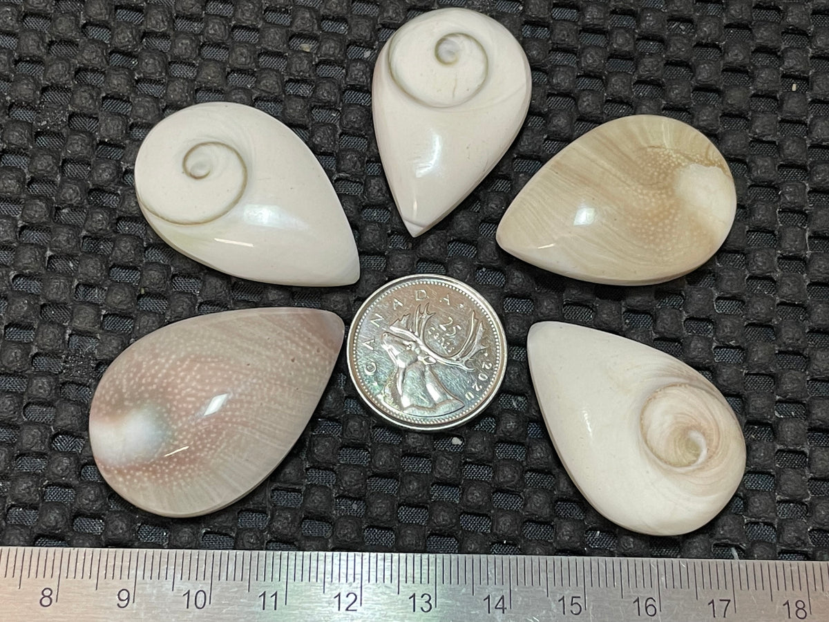 Shiva Eye Shell, Multi Shape, 5Pk