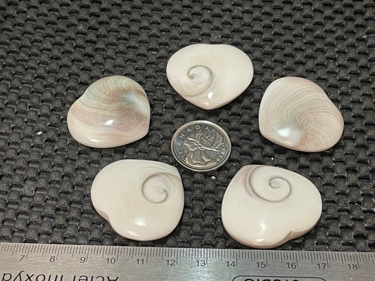 Shiva Eye Shell, Multi Shape, 5Pk