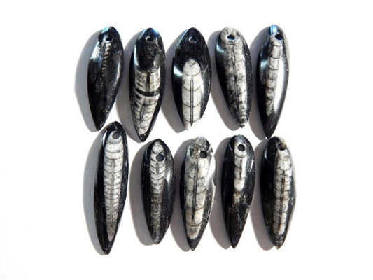 Orthoceras Fossil with Hole up to 2", Retail