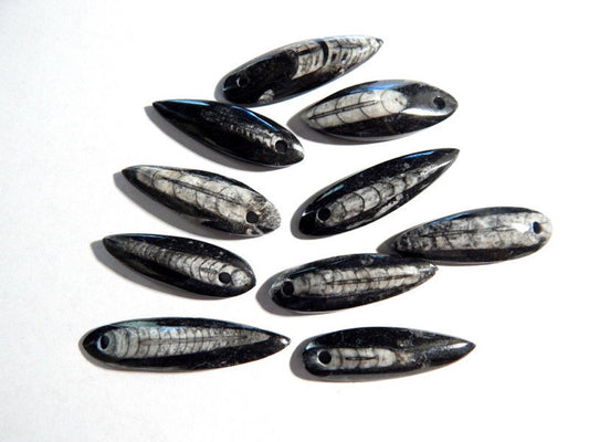 Orthoceras Fossil with Hole up to 2", 10pk