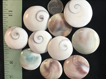 Shiva Eye Shell, Multi Shape, Retail